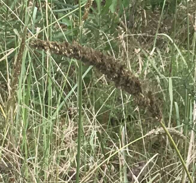 Image of Long-Spike Fluff Grass