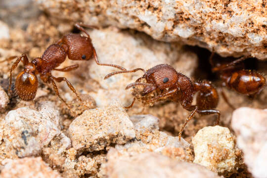 Image of Pogonomyrmex pima Wheeler 1909