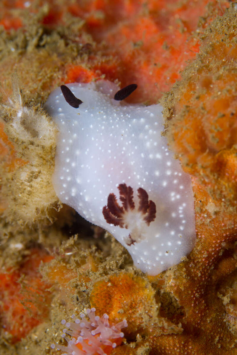 صورة Cadlina limbaughorum Lance 1962