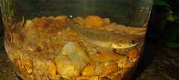 Image of Dwarf snakehead