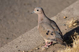 Image of Zenaida auriculata auriculata (Des Murs 1847)