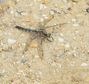 Sivun Orthetrum albistylum (Selys 1848) kuva