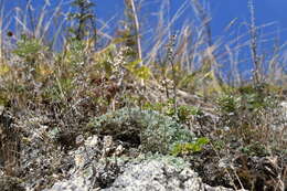 Image of Artemisia lagopus Fisch. ex Bess.