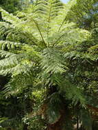 Image of Tree Fern Gully