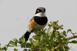 Image of Batis capensis capensis (Linnaeus 1766)