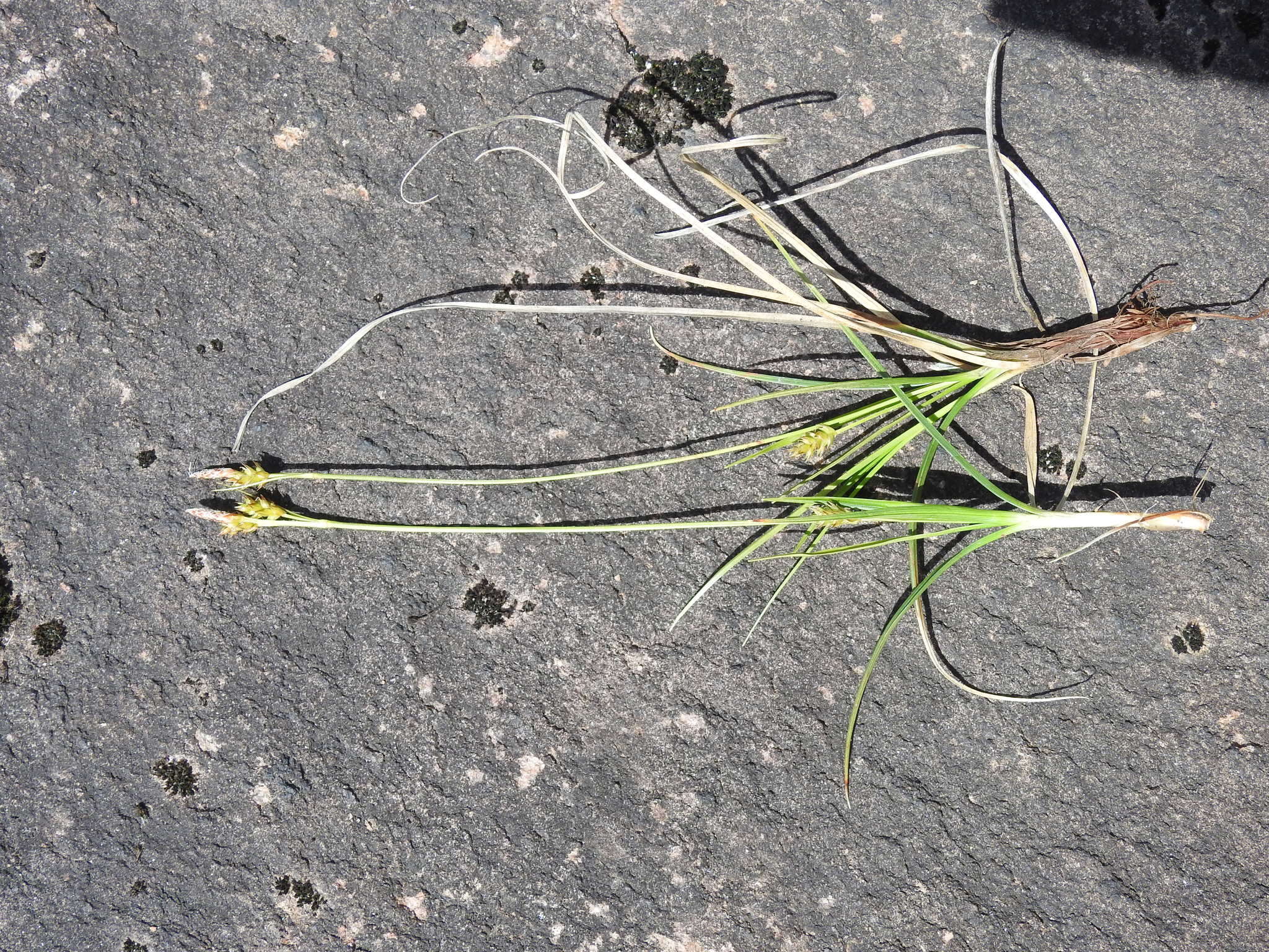 Image of parachute sedge