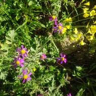 Image of Senecio arenarius Thunb.