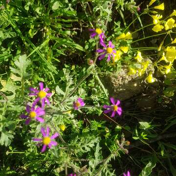 Plancia ëd Senecio arenarius Thunb.