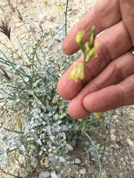 Image of triplerib milkvetch