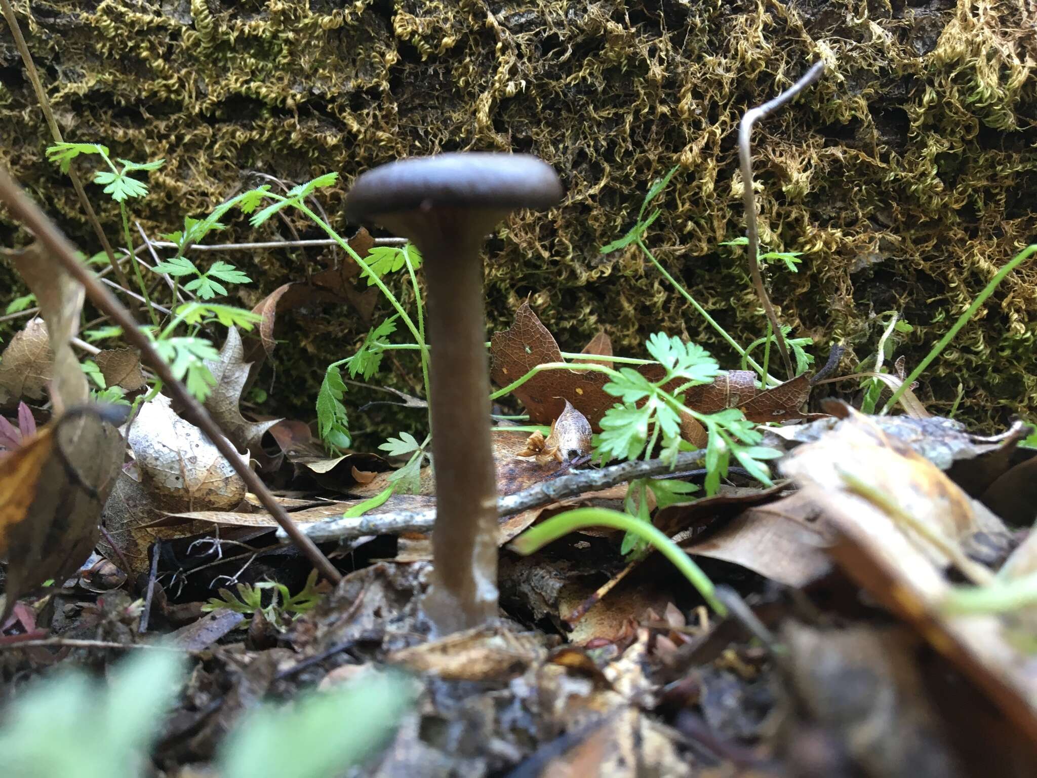 Image of Pseudoclitocybe