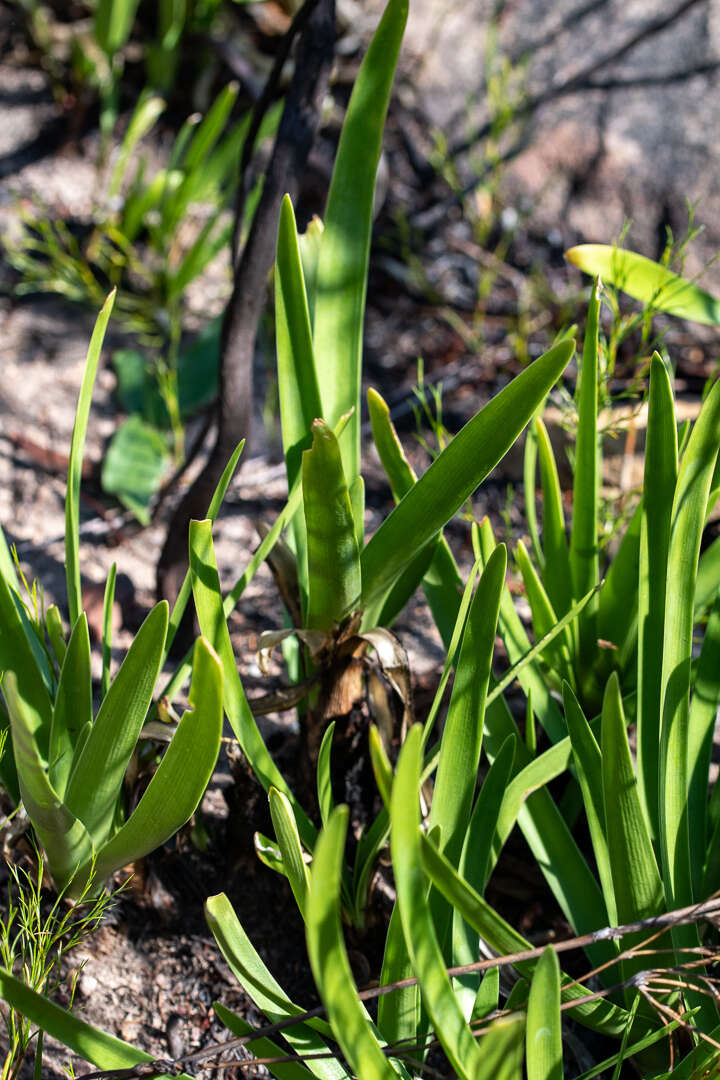 Image of lily of the Nile