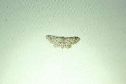 Image of Idaea pervertipennis Hulst 1900