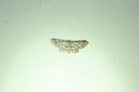 Image of Idaea pervertipennis Hulst 1900