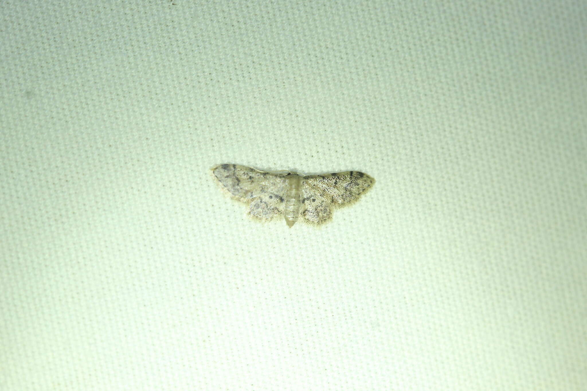 Image of Idaea pervertipennis Hulst 1900