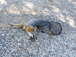 Image of Grey Foxes