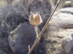 Image of Parish's Indian mallow