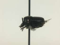 Image de Onthophagus striatulus (Palisot de Beauvois 1809)