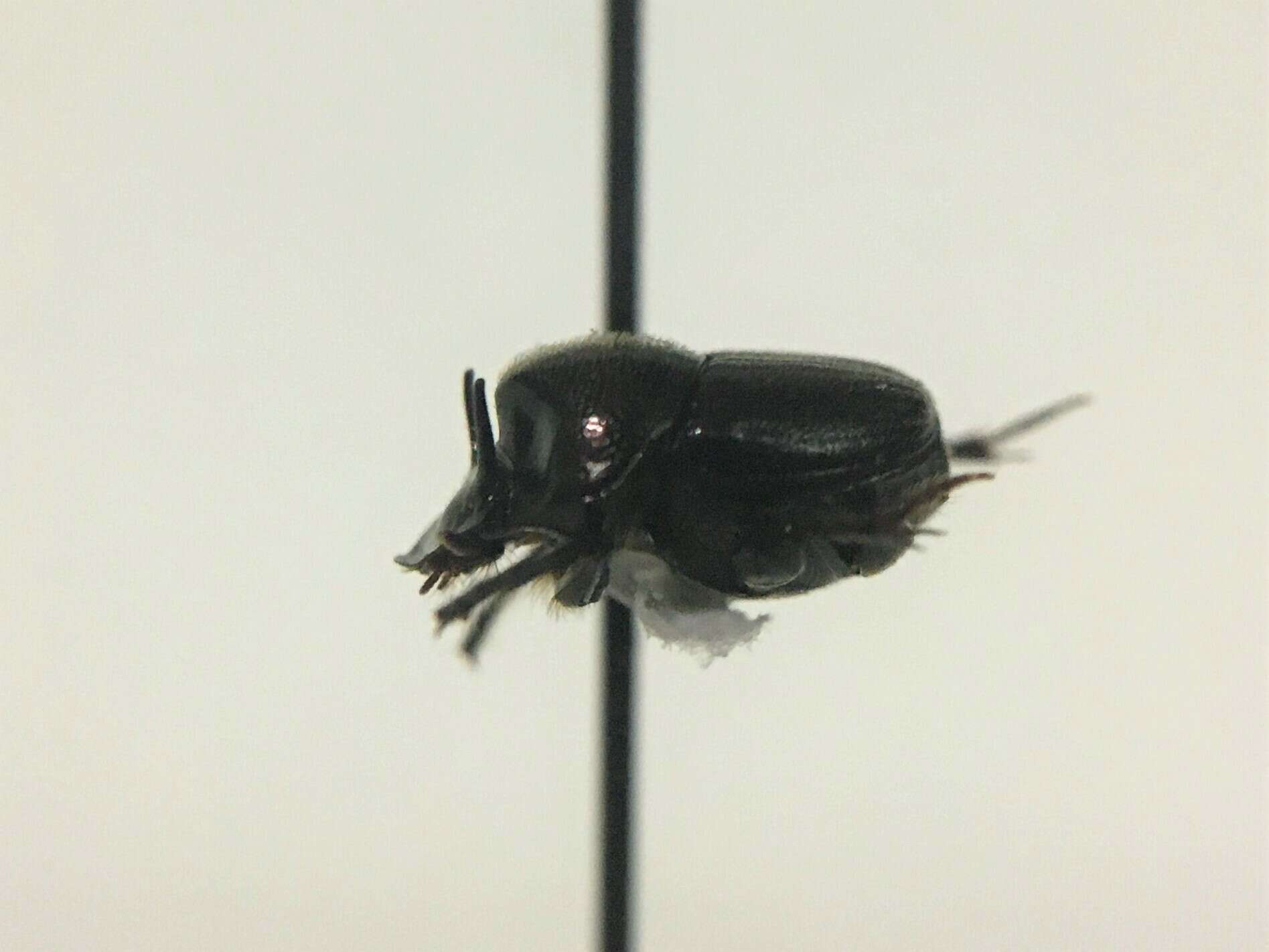 Sivun Onthophagus striatulus (Palisot de Beauvois 1809) kuva