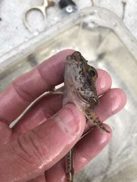 Image of Comb sculpin