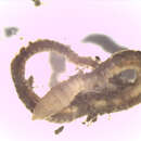 Image of gallery worm