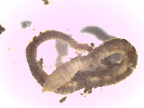 Image of gallery worm