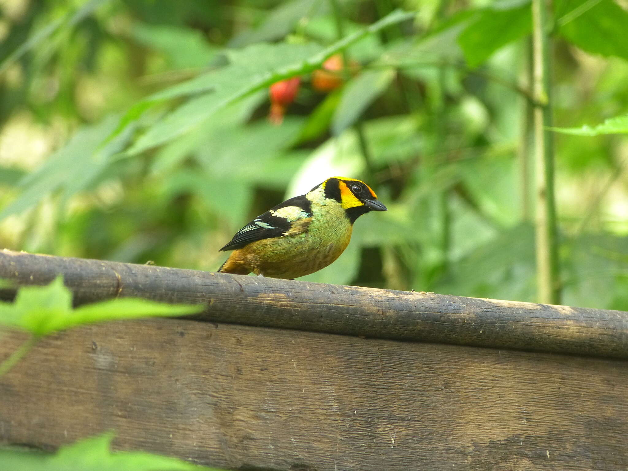 Image of Flame-faced Tanager