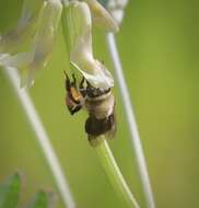 Image of Eucera frater albopilosa (Fowler 1899)