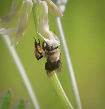 Imagem de Eucera frater (Cresson 1879)