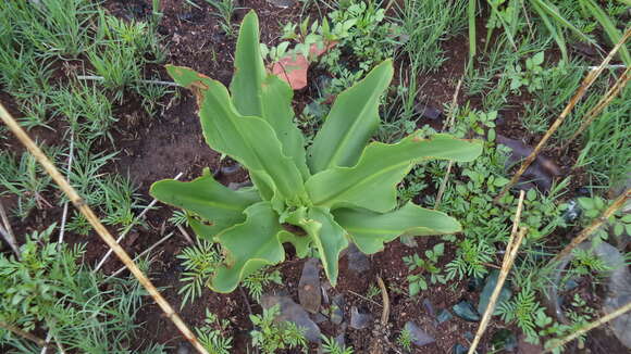 صورة Eucomis autumnalis (Mill.) Chitt.