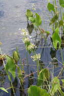 Image of Limnophyton angolense Buchenau