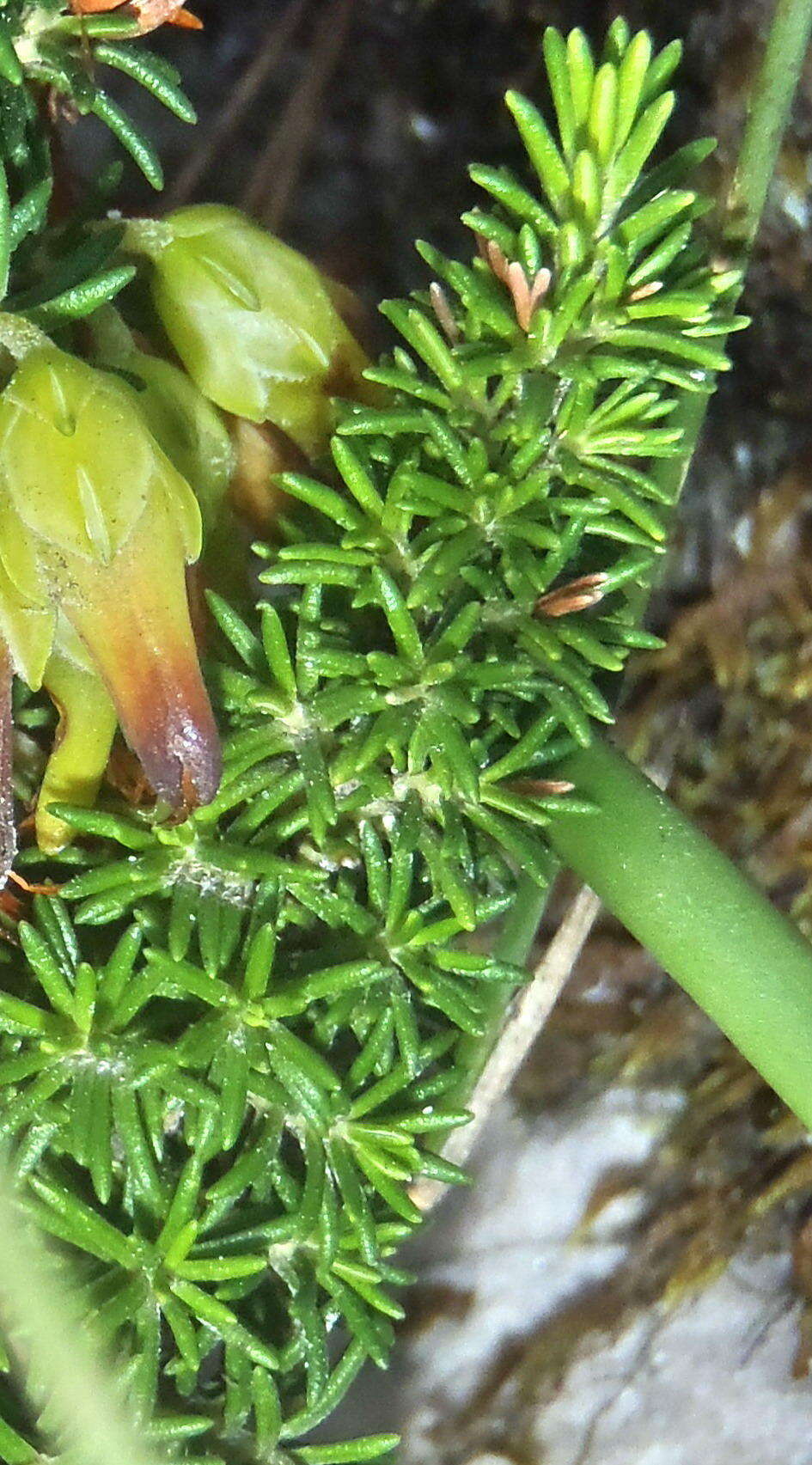 Image of Erica coccinea subsp. coccinea