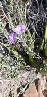 Image of Parry's wild petunia