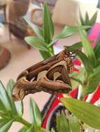 Image of Attacus taprobanis Moore (1882)