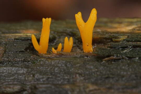 Imagem de Calocera cornea (Batsch) Fr. 1827