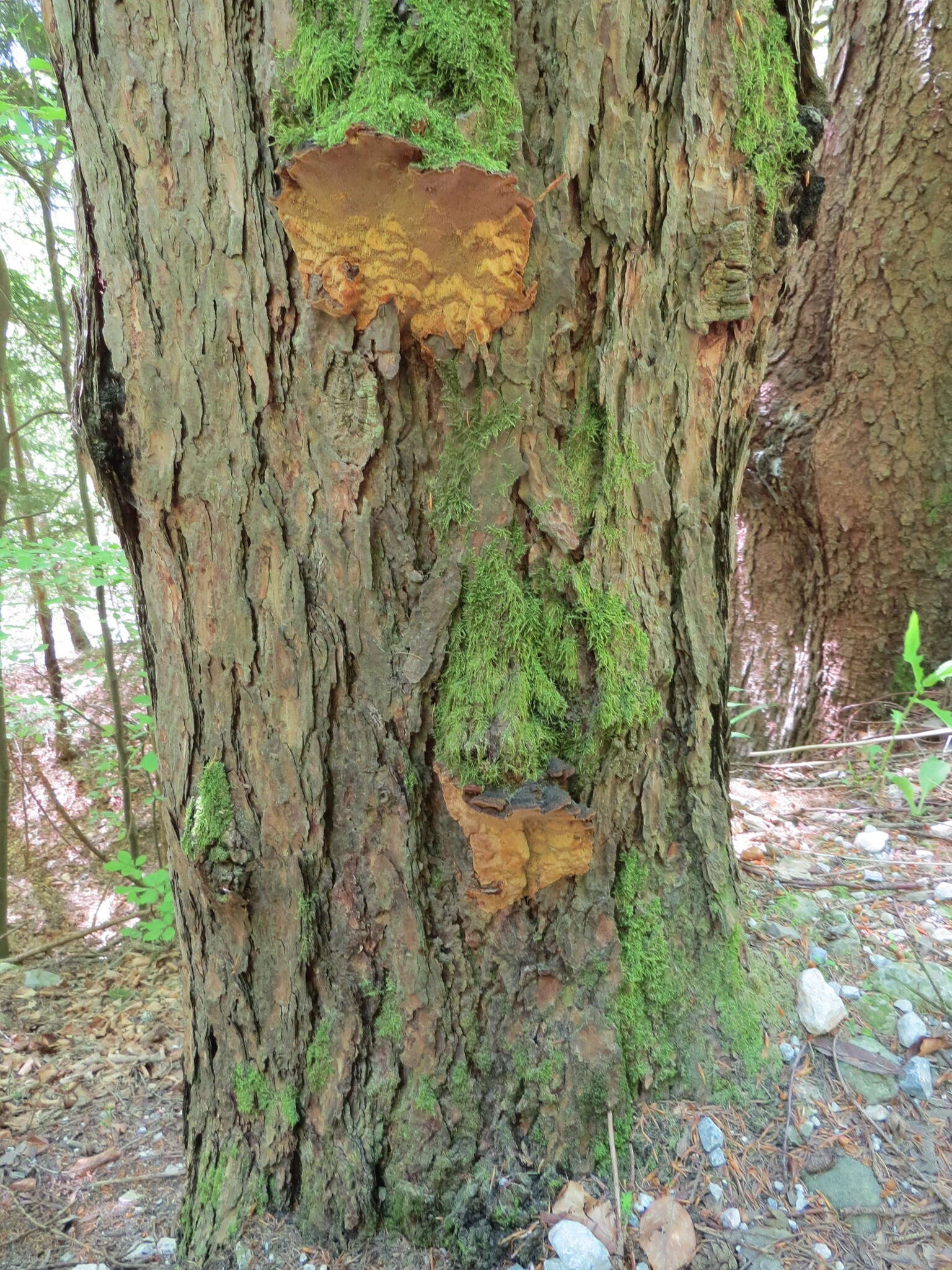 Image of Porodaedalea laricis (Jacz. ex Pilát) Niemelä 2005