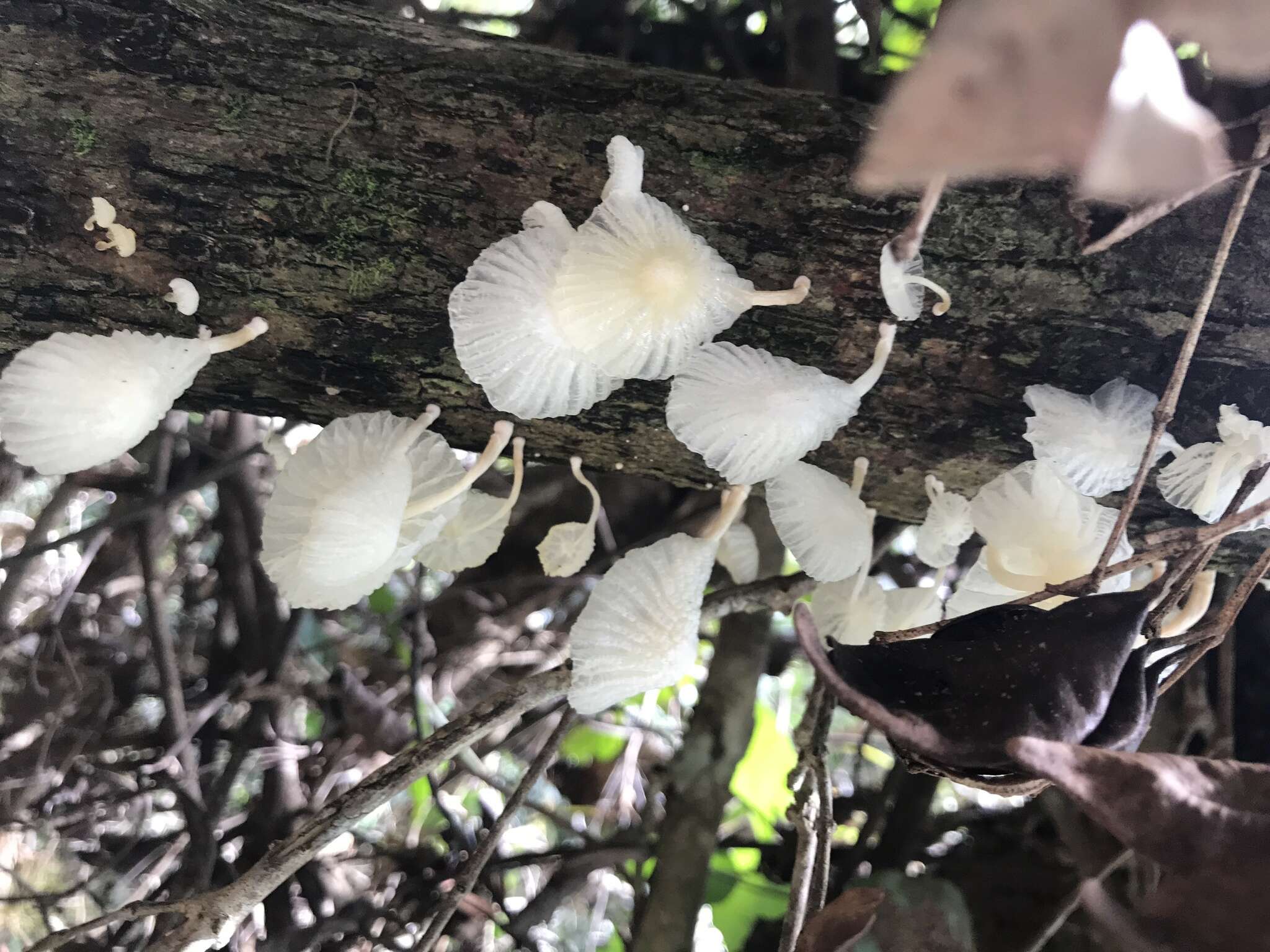 Plancia ëd Marasmiellus cubensis (Berk. & M. A. Curtis) Singer 1962