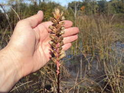 Image of dense blazing star