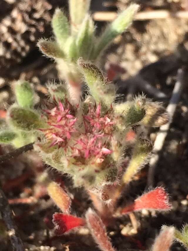 Image of Ben Lomond spineflower