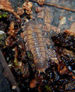 Image of Pillbug