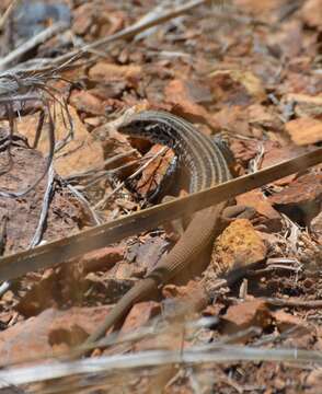 Image of Rusty-rumped Whiptail