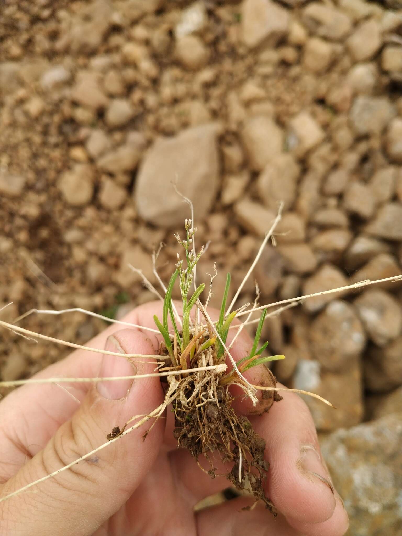 Image of snow grass