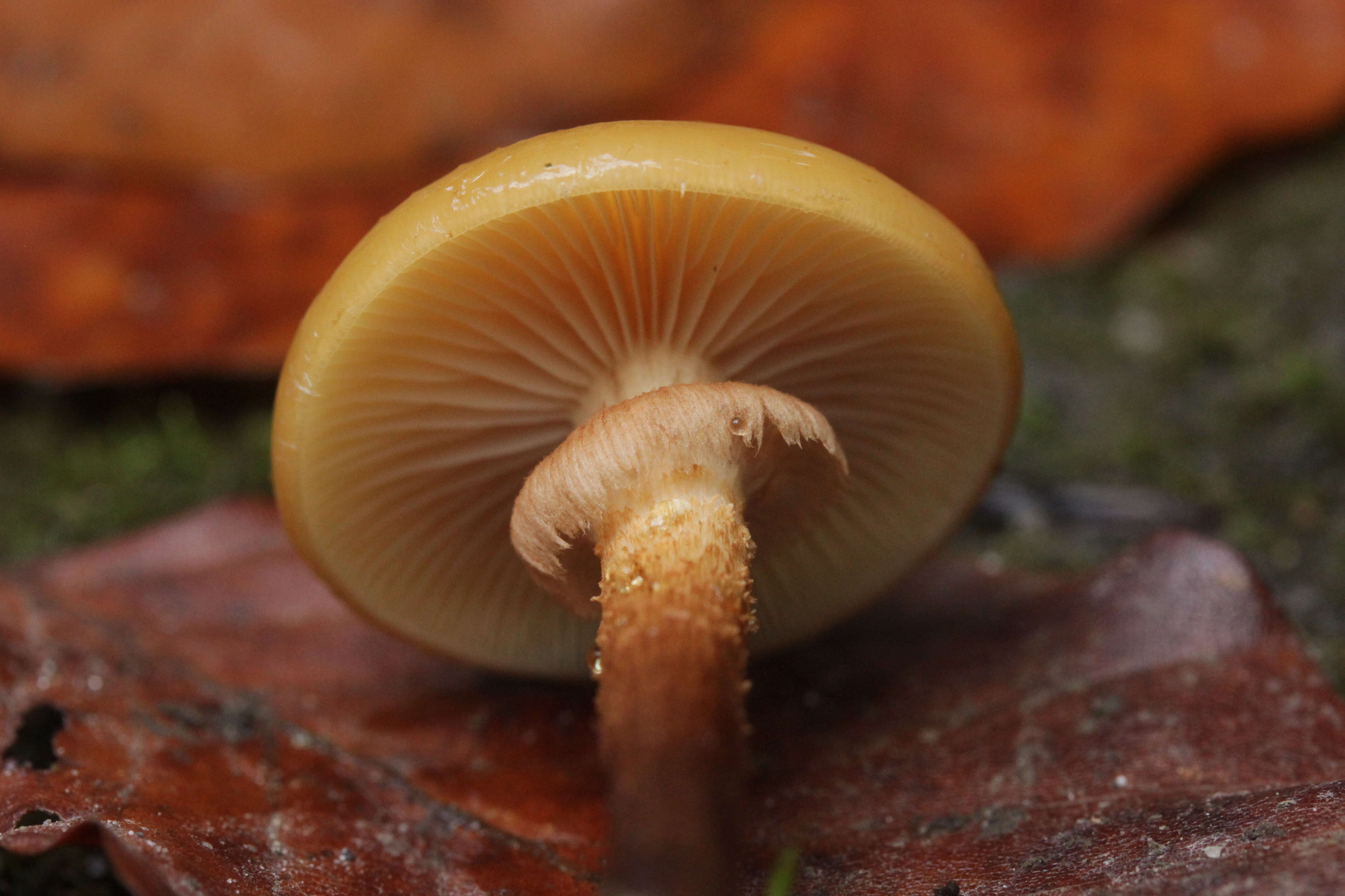 Imagem de Kuehneromyces mutabilis (Schaeff.) Singer & A. H. Sm. 1946