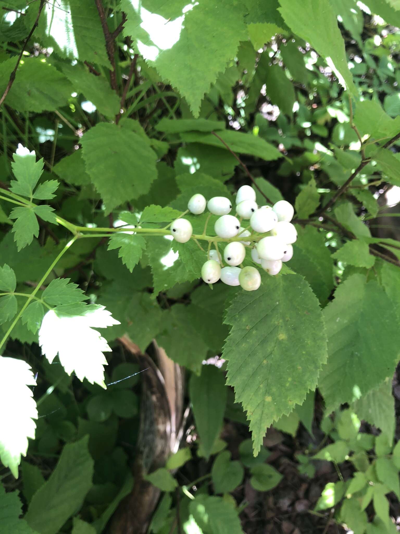 Imagem de Actaea rubra subsp. rubra