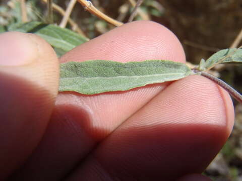 Image of veiny brickellbush