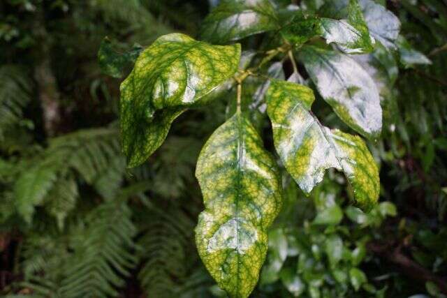 Imagem de Coprosma grandifolia Hook. fil.