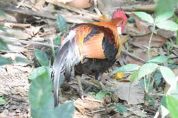 Image of Red Junglefowl