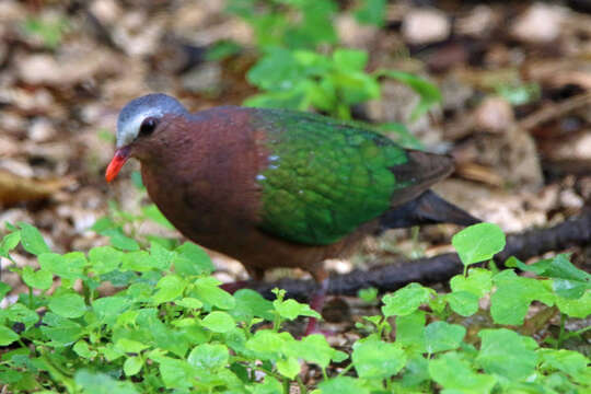 Image of Christmas Emerald Dove