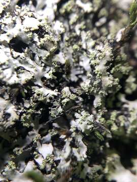 Image of wreath lichen