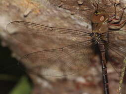 Image of Eastern Duskhawker