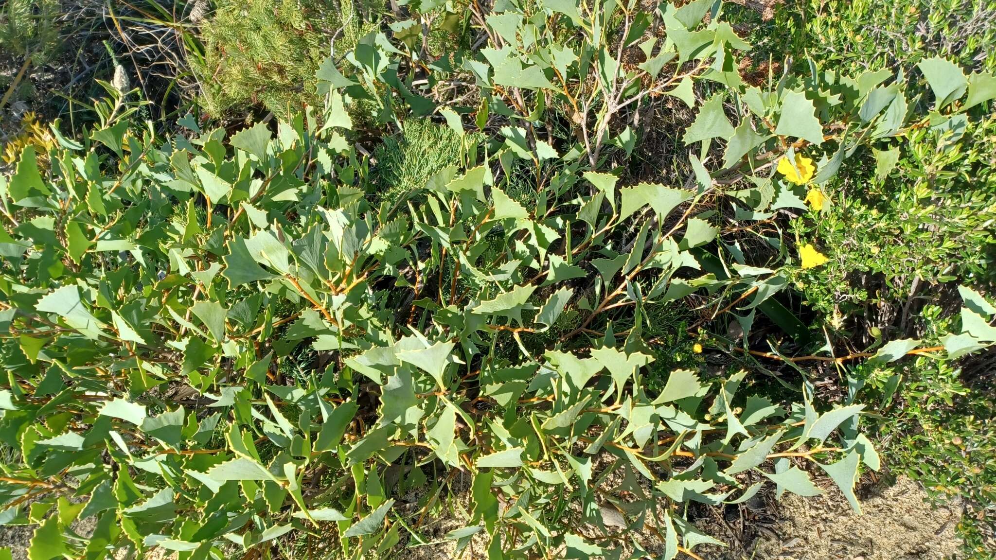 Image of Hakea flabellifolia Meissn.